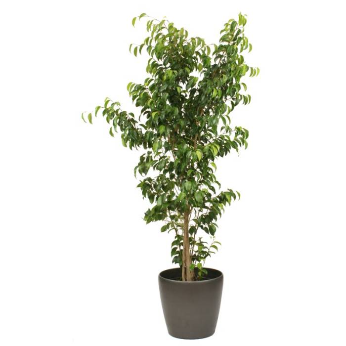 ficus-exotica4867.jpg