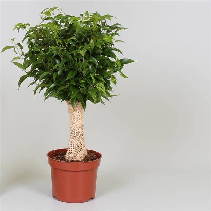 ficus-natasja.jpg